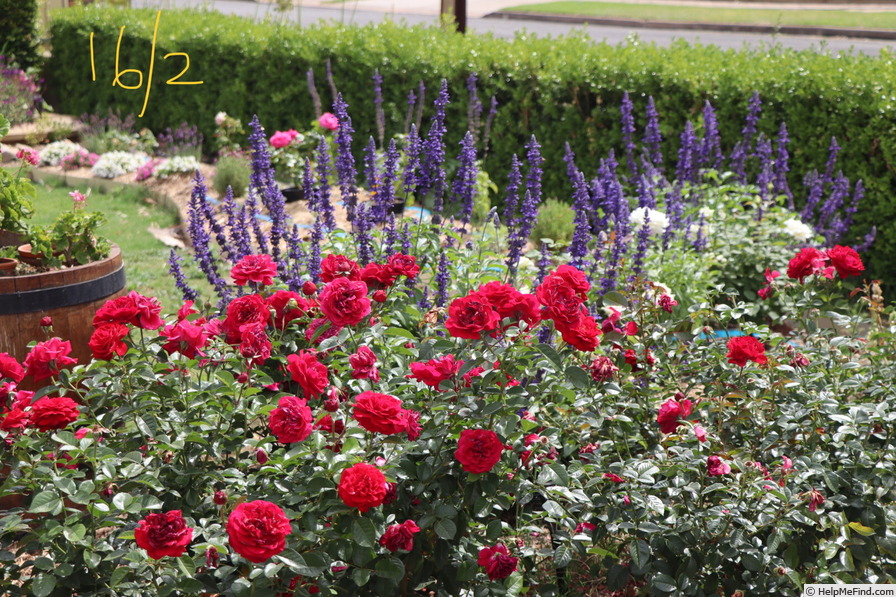 'Bordeaux (floribunda, Kordes, 2004)' rose photo