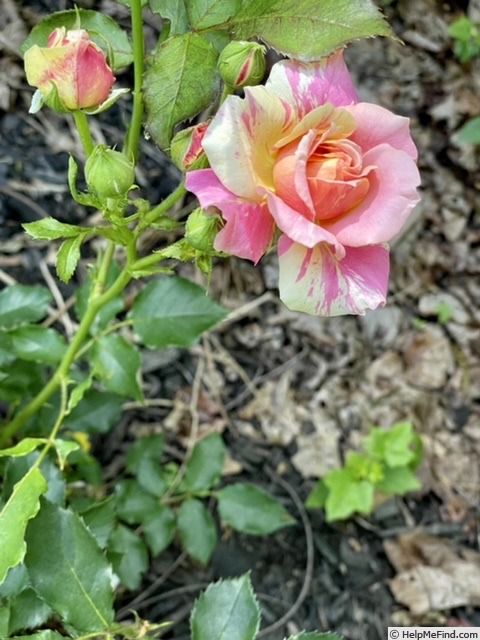 'CPSC' rose photo
