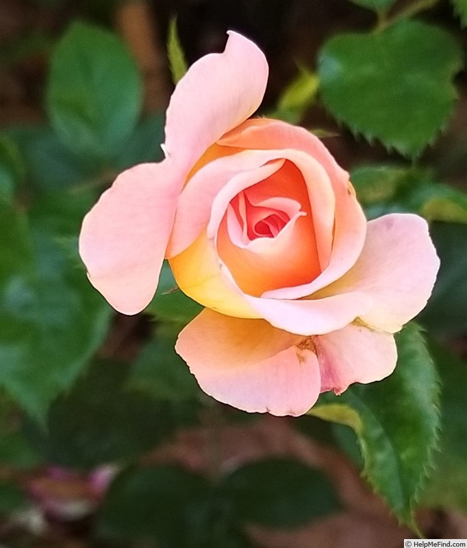 'Grande Duchesse Louise ®' rose photo