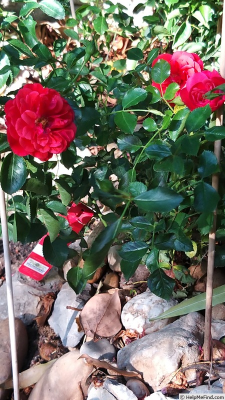 'Kadora ®' rose photo