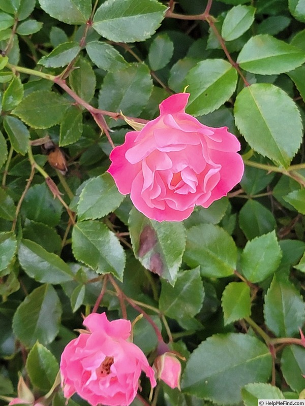 'Rosy Cheeks (miniature, Moore 1984)' rose photo