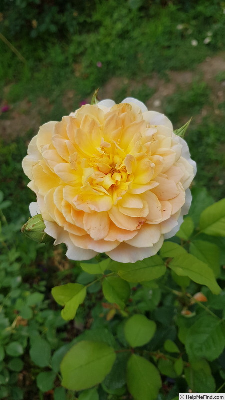 'Molineux' rose photo