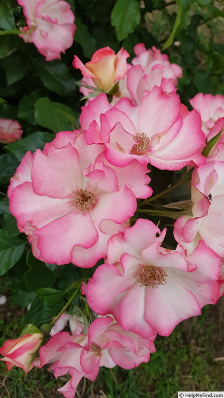 'Cocorico ® (floribunda, Meilland before 1987)' rose photo