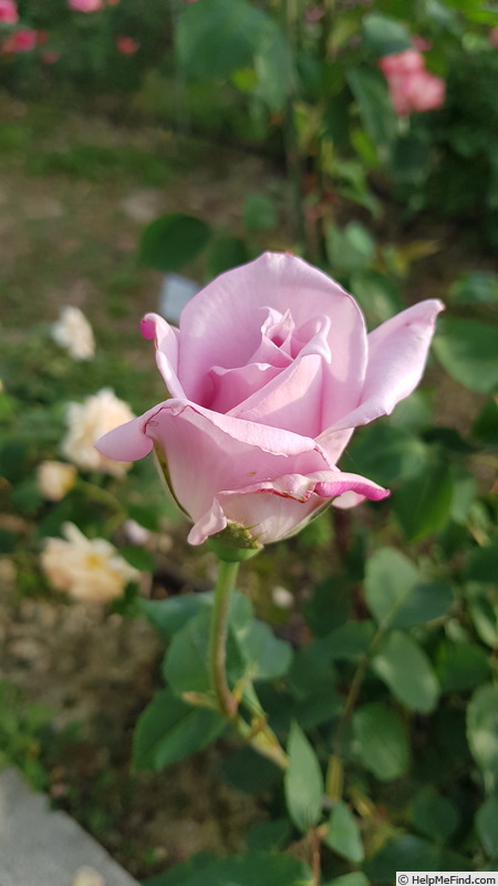 'Sterling Silver (Hybrid Tea, Fisher, 1957)' rose photo