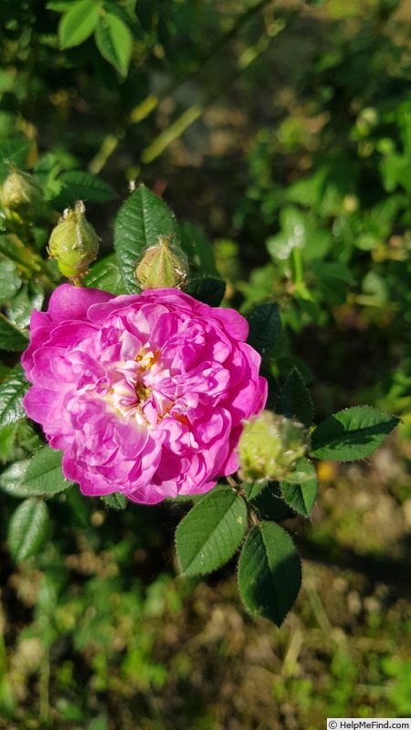 'Pompon de Bourgogne' rose photo