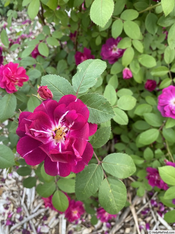 'Catherine Guelda ™' rose photo