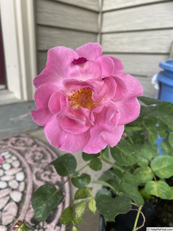 'Brindabella Lady' rose photo