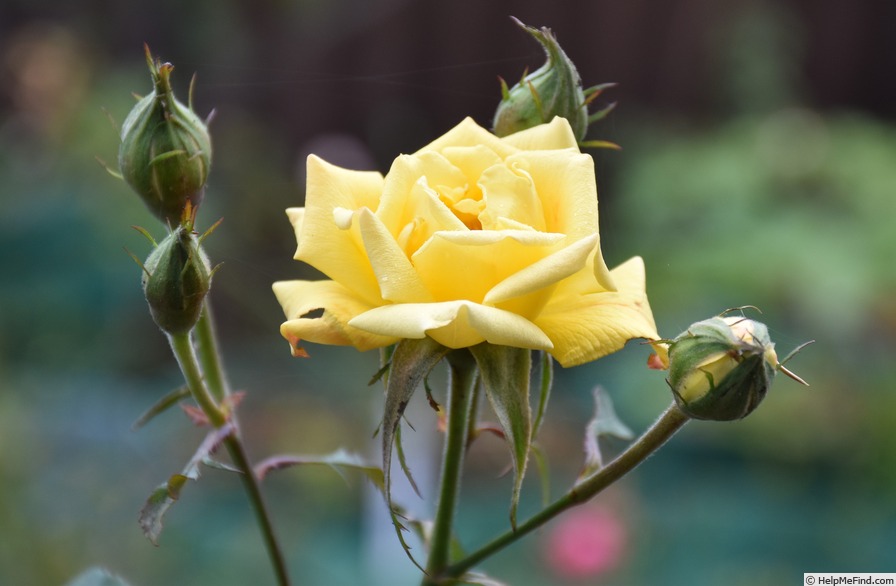 'Old Yella' rose photo