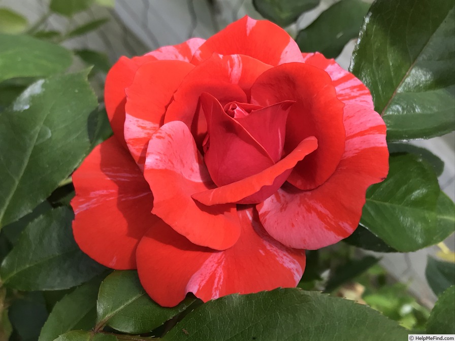 '281-94-04 (cl. floribunda, Moore 1994)' rose photo