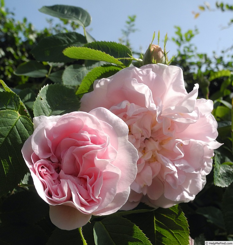 'Great Maiden's Blush' rose photo