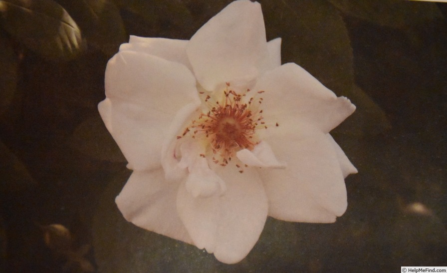 'Tianshanbaixue' rose photo
