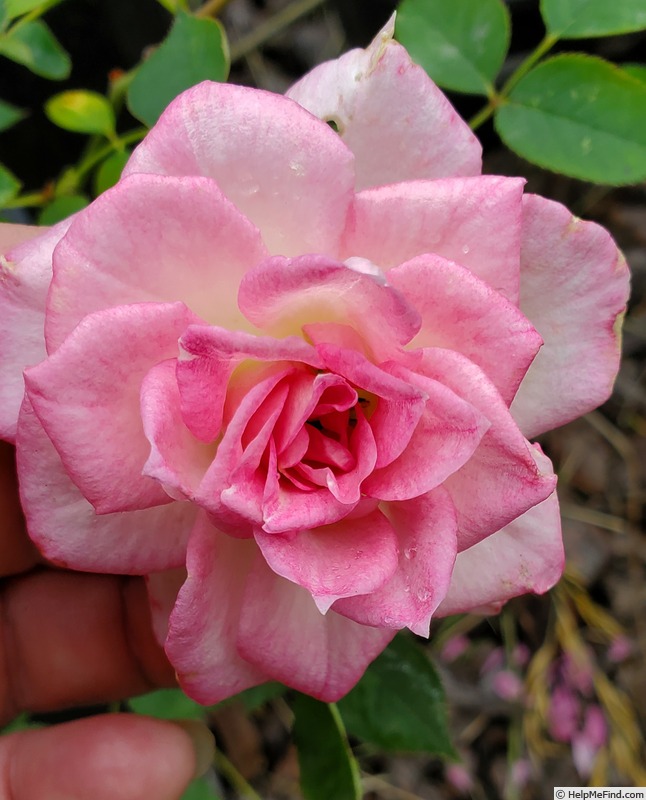 'Figurine ™ (miniature, Benardella 1991)' rose photo