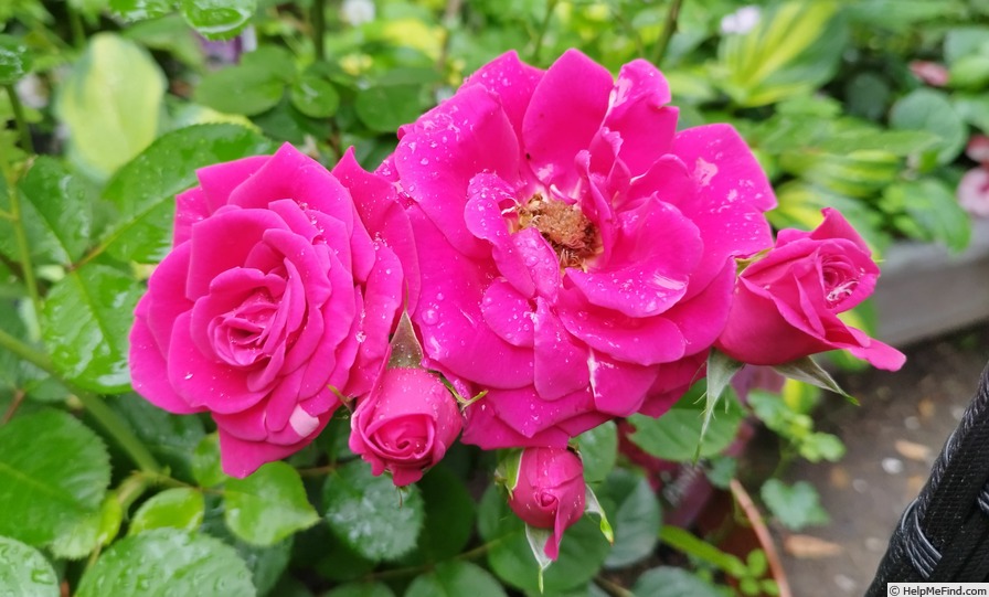 'Pasillo™' rose photo