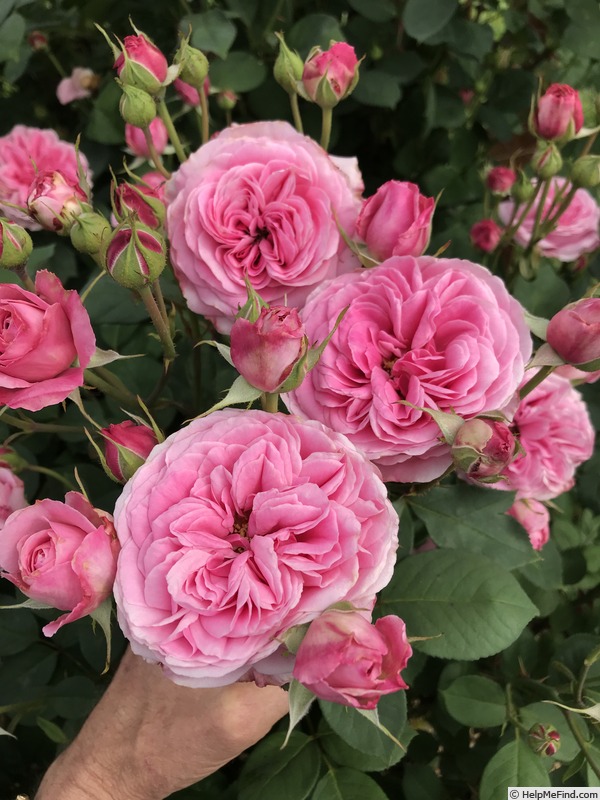 'Grandma's Pink' rose photo