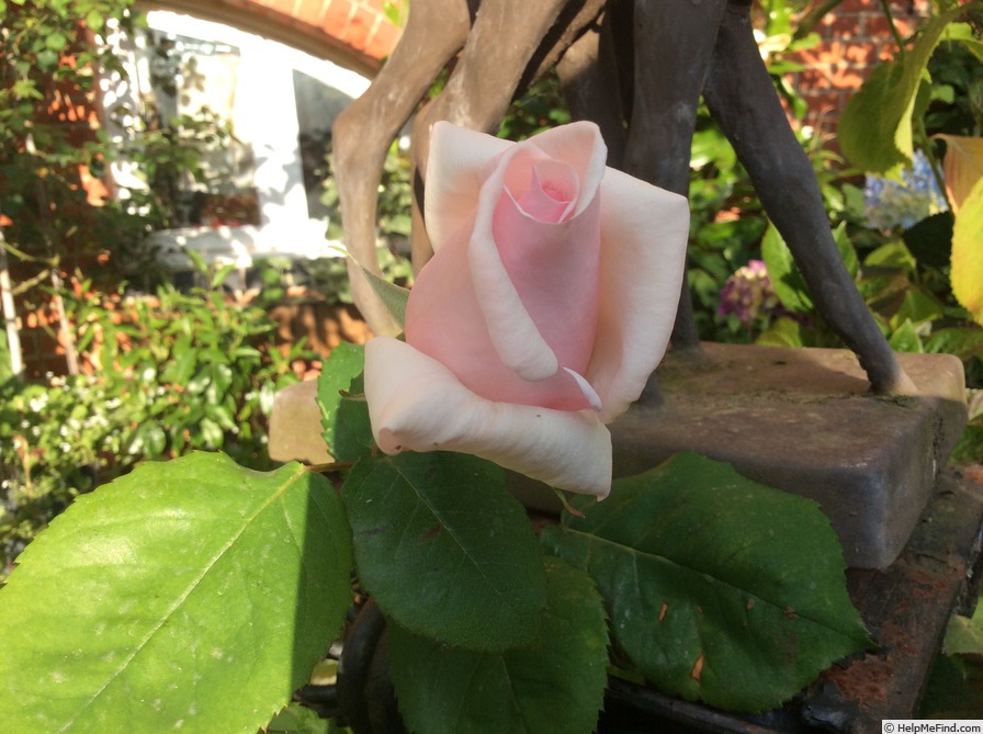 'Warrawee' rose photo