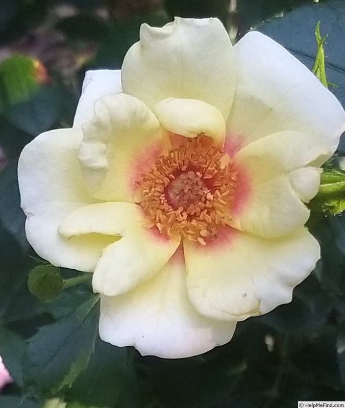 'Glorious Babylon Eyes ®' rose photo