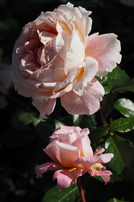 'Spicy Parfuma ®' rose photo