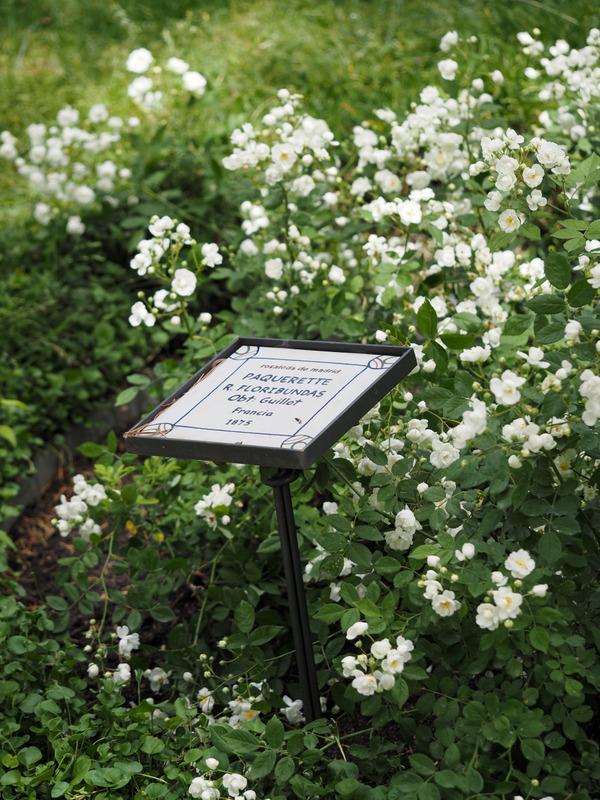 'Pâquerette (polyantha, Guillot, 1872)' rose photo