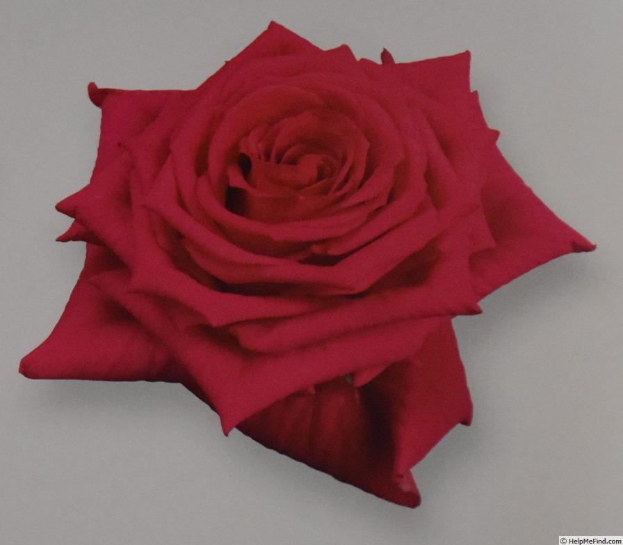 'Kordeaux' rose photo