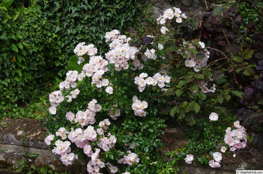 'Sourire d'Orchidée' rose photo