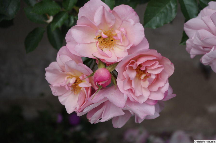 'Santa Catalina' rose photo