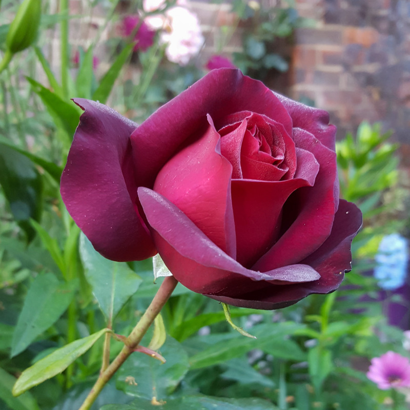 'Royal Parfuma ®' rose photo