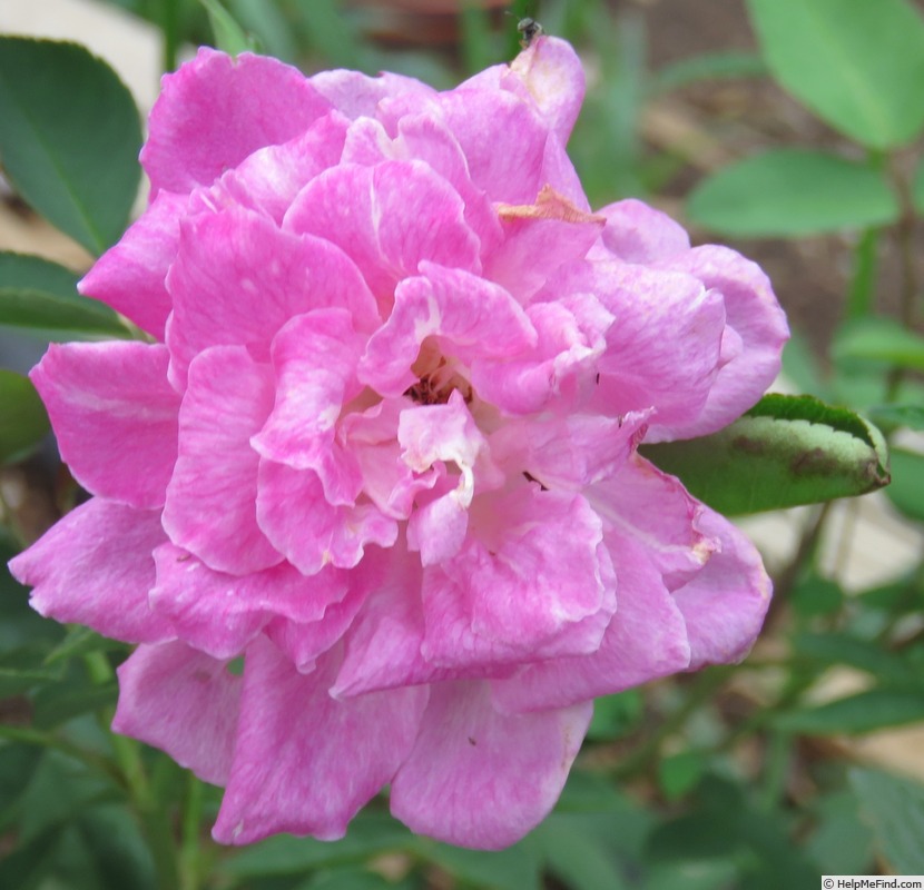 'Bengale Camellia (china, unknown, by 1824)' rose photo