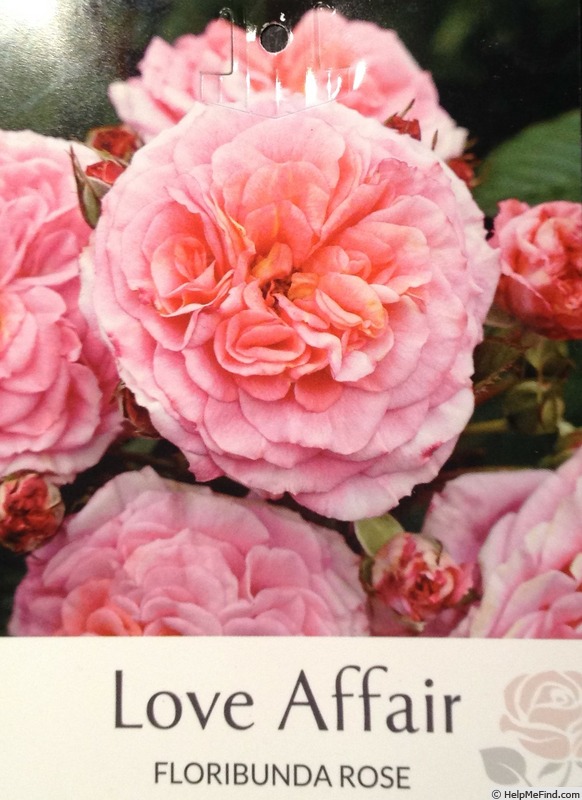 'Love Affair (floribunda, Kordes, 2004/18)' rose photo