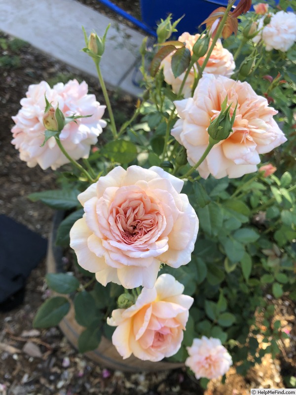 'Blessed Child' rose photo