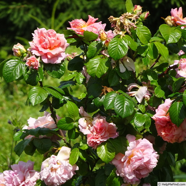 'Vanguard (hybrid rugosa, Stevens 1932)' rose photo