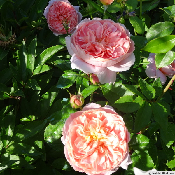 'Colette ® (hybrid tea, Meilland, 1994)' rose photo