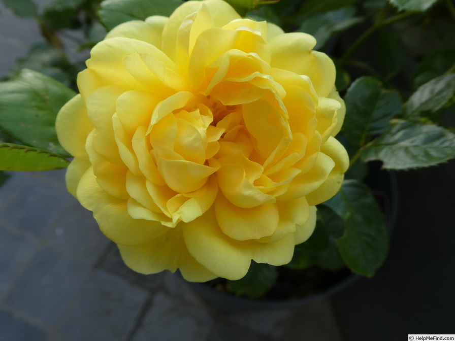 'Yellow Meilove ®' rose photo