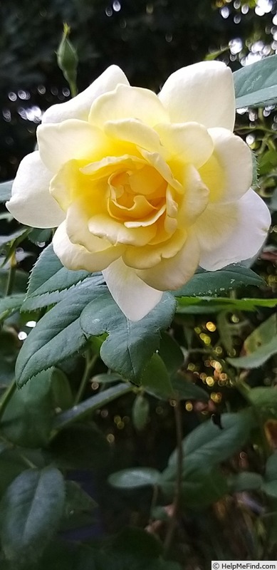 'Golden Showers' rose photo