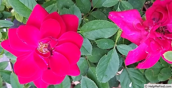 'Ruby Ruby ™' rose photo