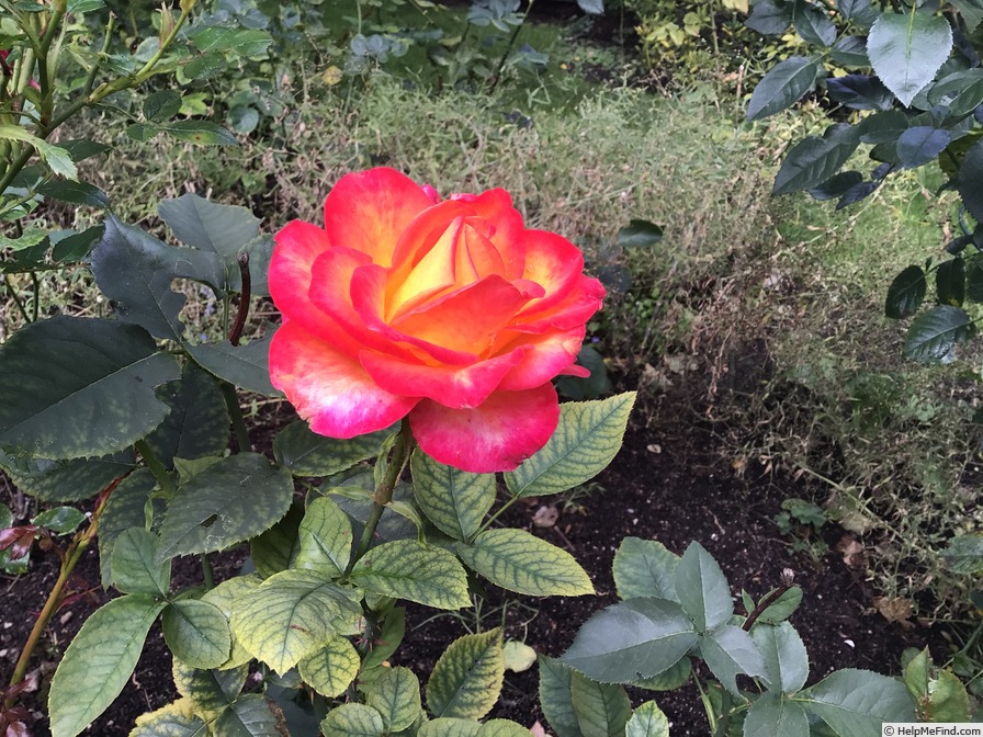 'Alinka (hybrid tea, Kordes, 1985)' rose photo