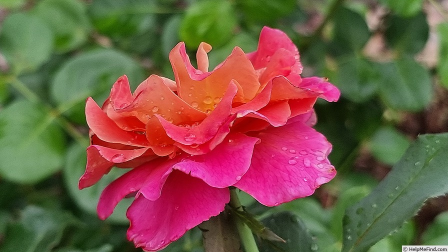 'Belle Epoque Sunflor ® (floribunda, Christensen, 2011)' rose photo