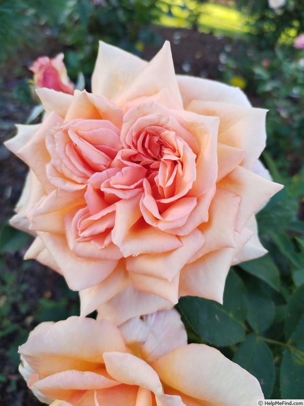 'Hannah Lucy Cockroft' rose photo