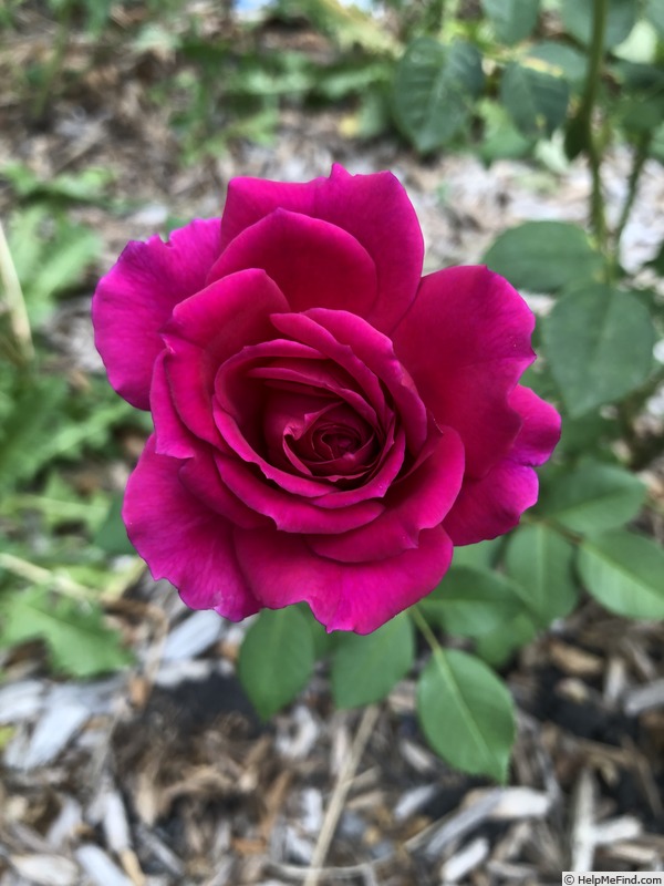 'Blackberry Jam' rose photo