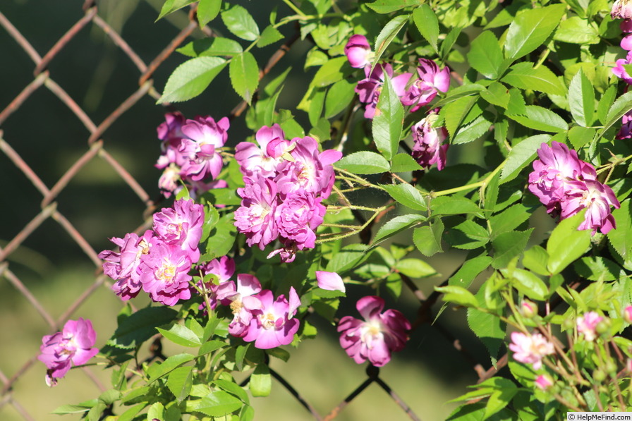 'Veilchenblau (Rambler, Schmidt, 1909)' rose photo