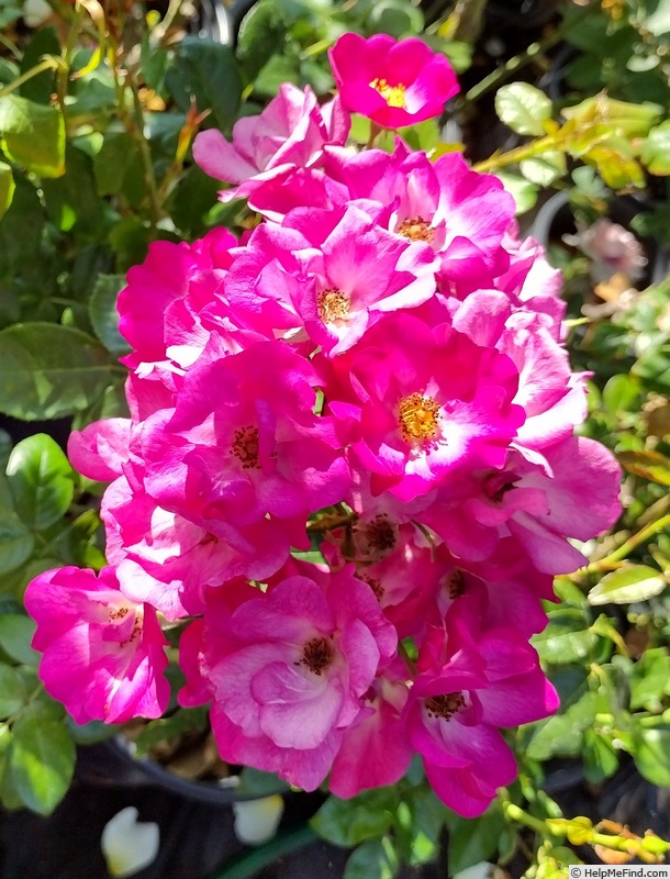 'Grape Jelly' rose photo