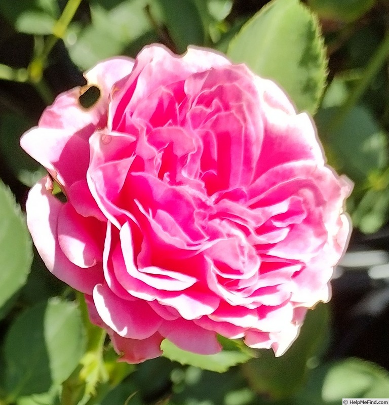 'Rosalia (polyantha, Temple 2010)' rose photo