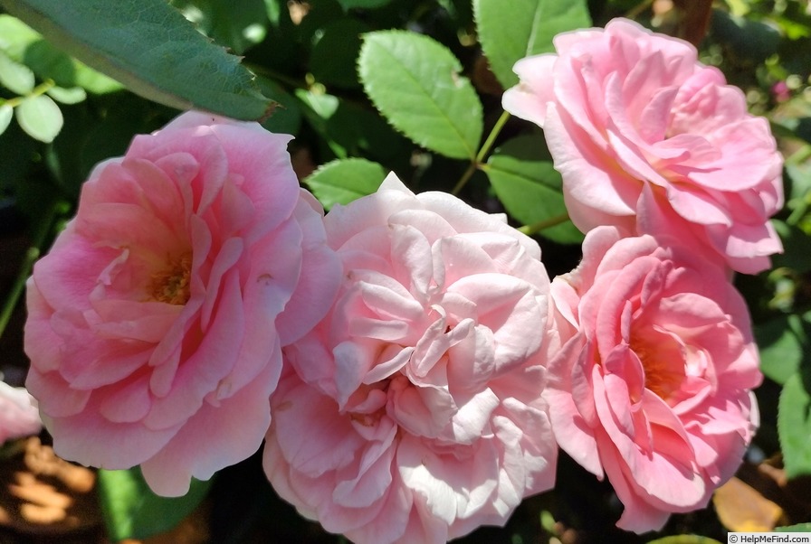 'Pride of Oakland' rose photo