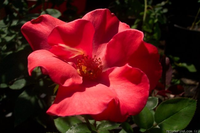 'Christine (climber, Clements, 1998)' rose photo