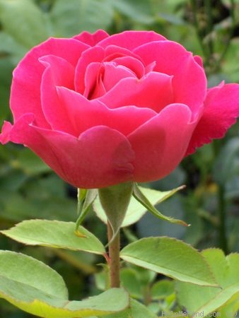 'Prima Ballerina ® (hybrid tea, Tantau, 1957)' rose photo