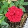 'Red Imp' rose photo