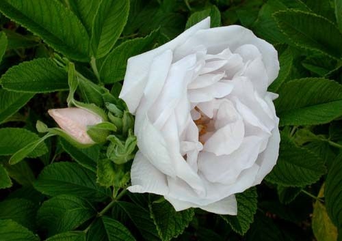 'White Pavement' rose photo