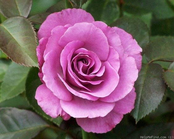 'Love Potion ™' rose photo