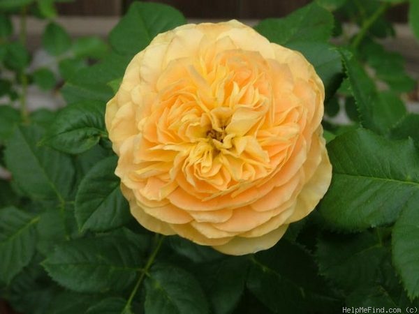 'Golden Zest ™' rose photo