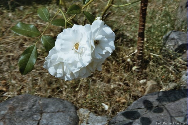 'Iceberg (floribunda, Kordes 1958)' rose photo