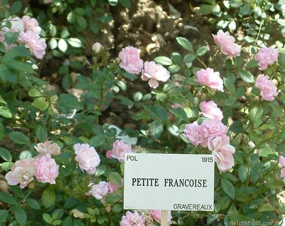 'Petite Françoise' rose photo